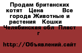 Продам британских котят › Цена ­ 500 - Все города Животные и растения » Кошки   . Челябинская обл.,Пласт г.